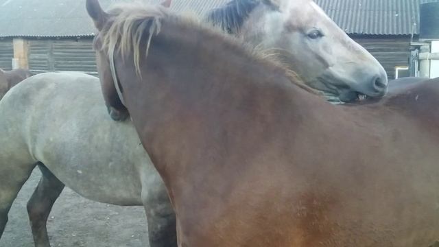 родился жеребенок ЛОШАДИ радуются новорожденному смотреть онлайн