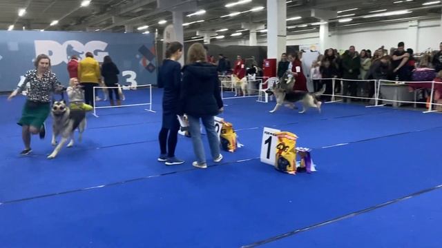 Монопородная выставка ВЕО г. Краснодар 12.02.2023. Сравнение на ЛПП. смотреть онлайн