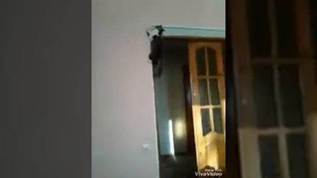 паркур кот. скалолаз смотреть онлайн