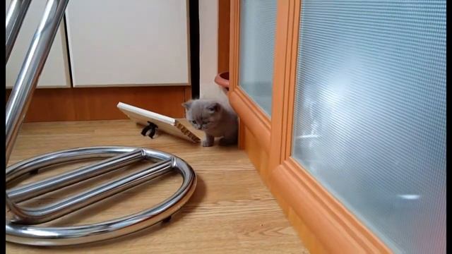 Котики с музыкой смотреть онлайн