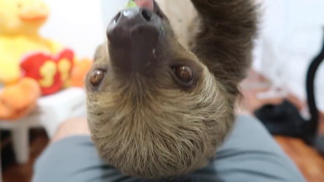 INTRODUCING MY PET BABY SLOTH (Yes, She's Real) смотреть онлайн