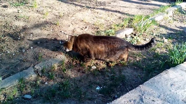 #catanddog Кот Фёдор который живёт на даче и любит поесть #cats смотреть онлайн