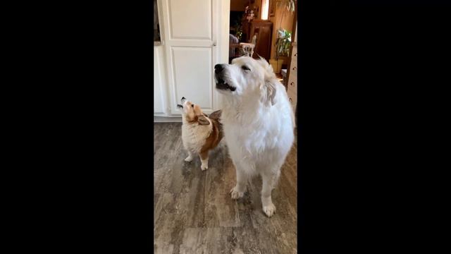 Howling Duo: Great Pyrenees and Corgi Duet Will Melt Your Heart! 🐾🎶 #DogDuet #cutenessoverload смотреть онлайн