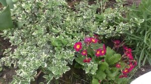 Бересклет почвопокровный  - посадка и уход