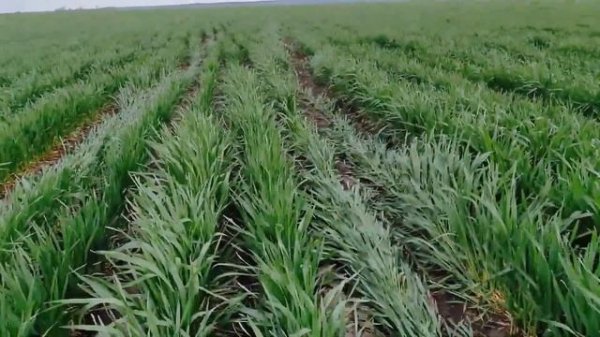 Хочу быть агрономом: Что нужно знать начинающему агроному