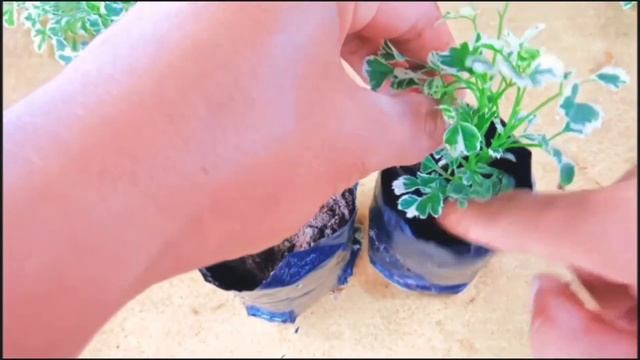 How to grow aralia plant | aralia propagation | aralia plant care смотреть онлайн