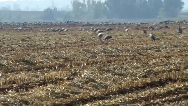 Праздник Суккот Израиля (1) смотреть онлайн