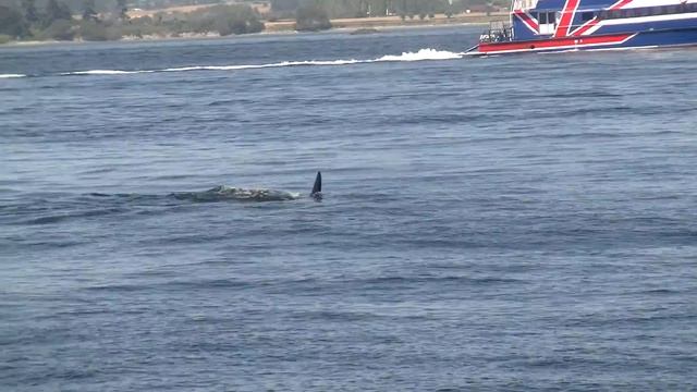 Whale Watching Vancouver смотреть онлайн