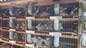 Подробно о клетках для кроликов. Размеры, конструкция. Все нюансы от А до Я!