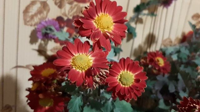 Солнечное утро 🌼 ноября 🍁 Красивые хризантемы🌺для Вас Друзья ❤ всем хорошего дня 👍 Мирного неба 🙏 🇺 смотреть онлайн