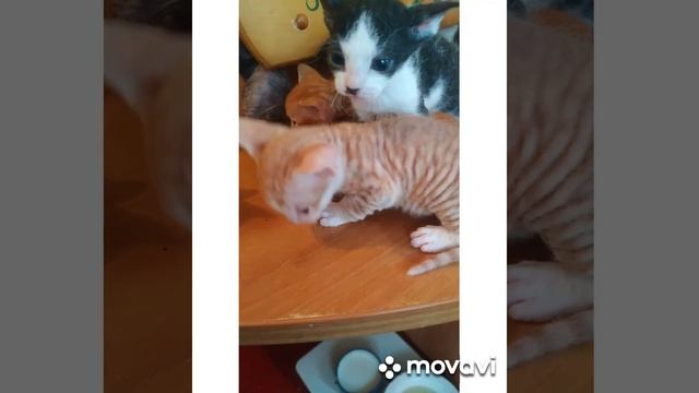 Котята Донского сфинкса,браш и велюрки.Брак в помёте. смотреть онлайн