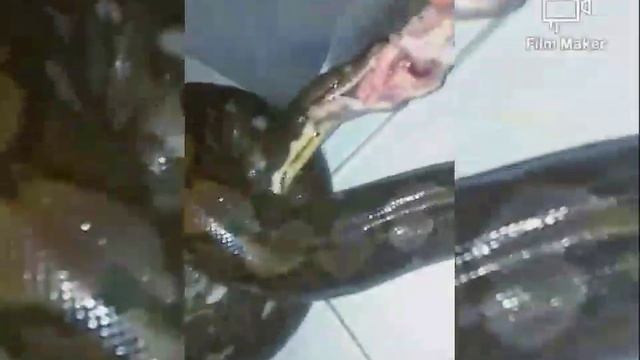feeding python reticulatus смотреть онлайн