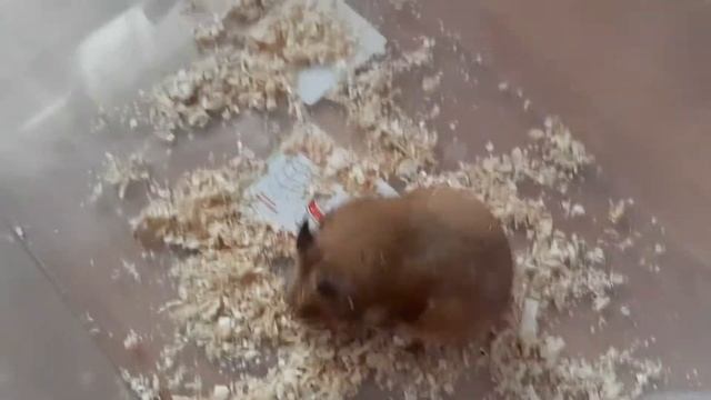 про хомячков, смешные видео, для детей, про животных смотреть онлайн