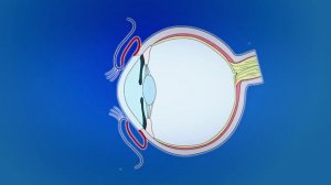 Анатомия глаза человека