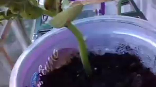 Рост семян фасоли 1 смотреть онлайн