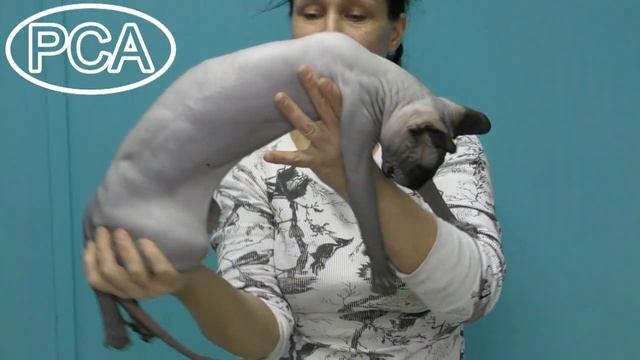 Кот канадский сфинкс. Выставка кошек PCA on-line. смотреть онлайн
