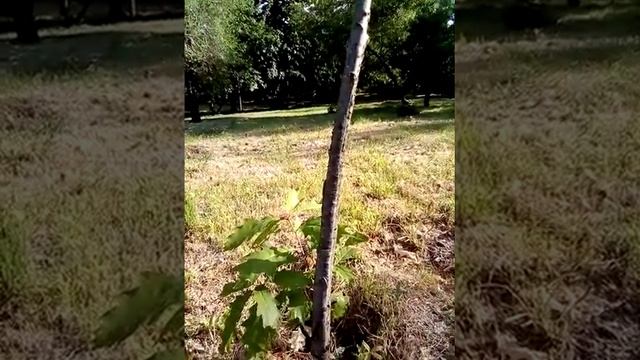 ???❤️❤️❤️ ??? природа для народа ? любовь снова и вновь ☀️ растёт Сад и морковь??? смотреть онлайн