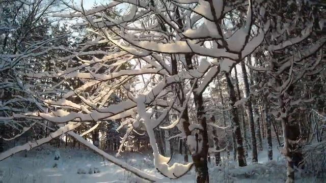 Природа в январе. г.  Карачев 2021г. Съёмка на экшен камеру Sjcam Sj8 Pro.