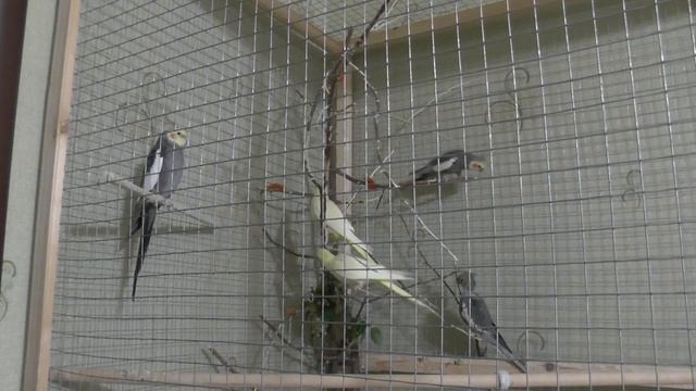 Улетел попугай Что делать Как искать Куды бечь смотреть онлайн