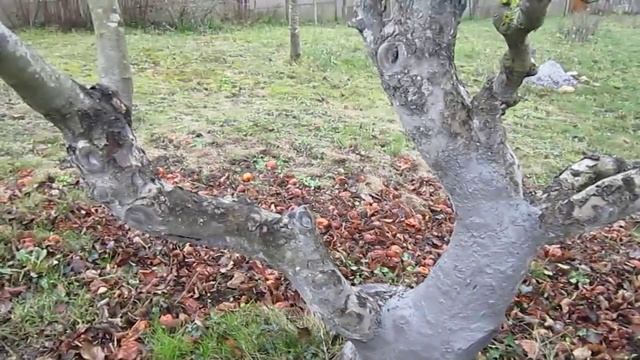 Soins des arbres fruitiers en hiver : le badigeon de cendres смотреть онлайн