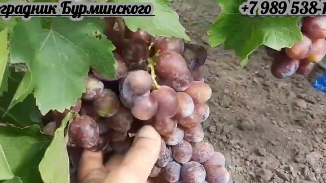 ГФ.Винограда ОГНИ ДНЕПРА (Калугин В.М.). смотреть онлайн