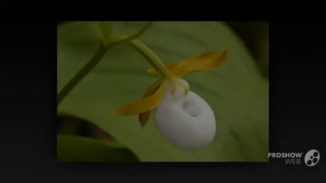Cypripedium - garden plants смотреть онлайн