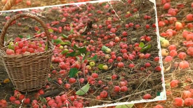 Ирина Туманова Райские яблоки смотреть онлайн