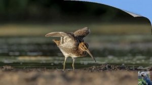 Голоса птиц: бекас