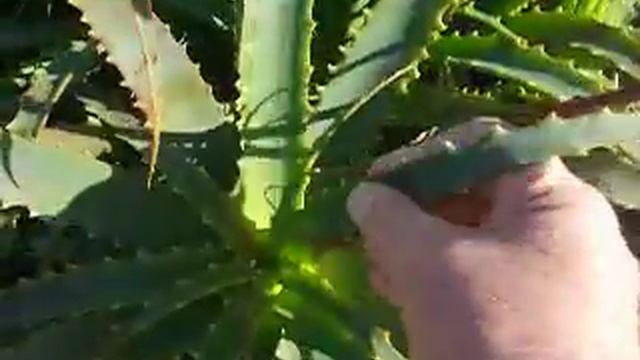 Aloe Arborescens Krantz смотреть онлайн