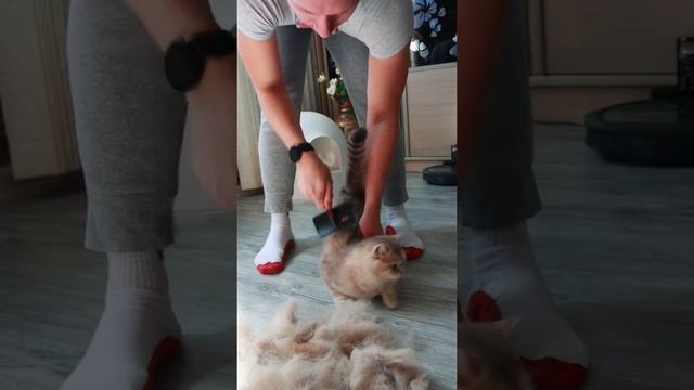 Кошка линяет смотреть онлайн