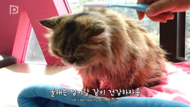 올해 목표가 다이어트인 고양이ㅣ어바웃펫