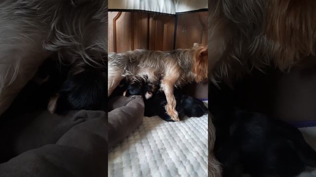 щенки йорка,почти 1 мес,сосут молоко.. смотреть онлайн