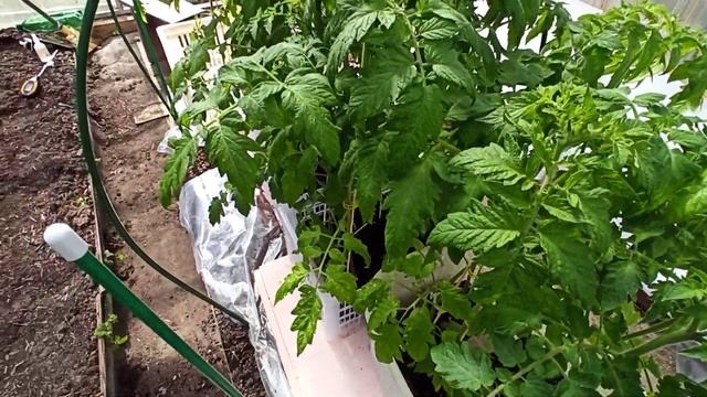 Подготовка рассады томатов для высадки в теплицу! смотреть онлайн