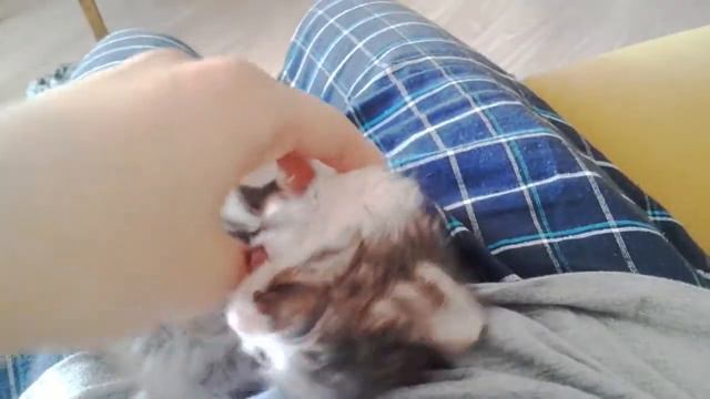 подобрал котенка смотреть онлайн