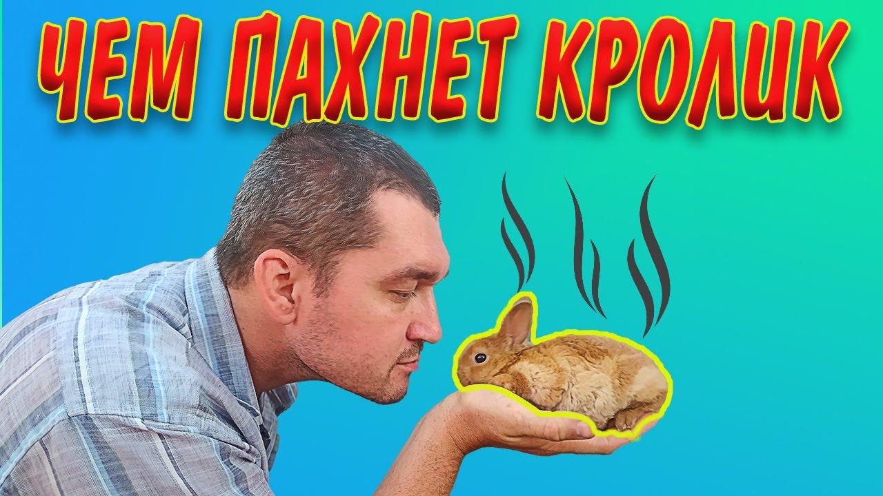 Запах декоративного кролика: воняет или пахнет?