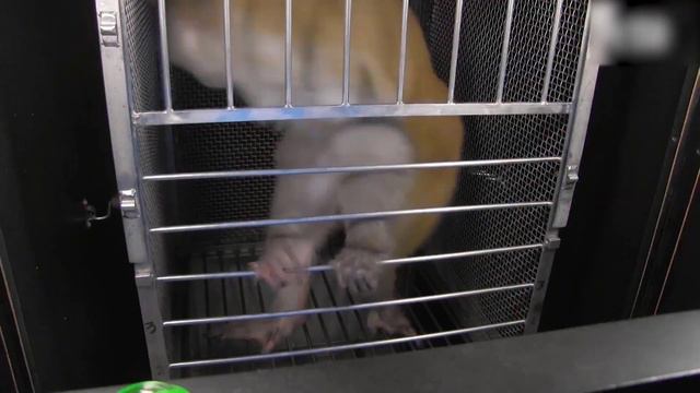 Crazy Animals That Eat Themselves смотреть онлайн