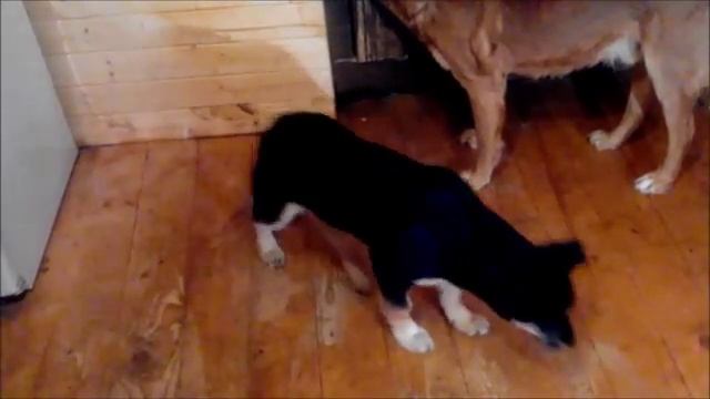 Собаку укусили враги смотреть онлайн