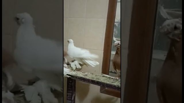 Уды. Челкарь. Белые. Нават. Гульбадам. Красный. Желтый. Узбекские двухчубые голуби. Tauben. Pigeons смотреть онлайн
