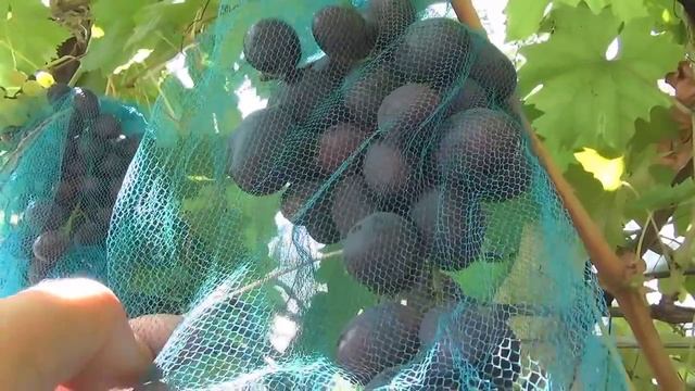 Защита винограда от ос. смотреть онлайн