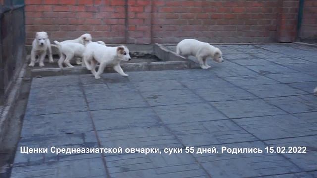 Щенки Алабаи, Среднеазиатской овчарки. 1, 3 , 6 месяцев. www.r-risk.ru +79262205603 Ягодкина. смотреть онлайн