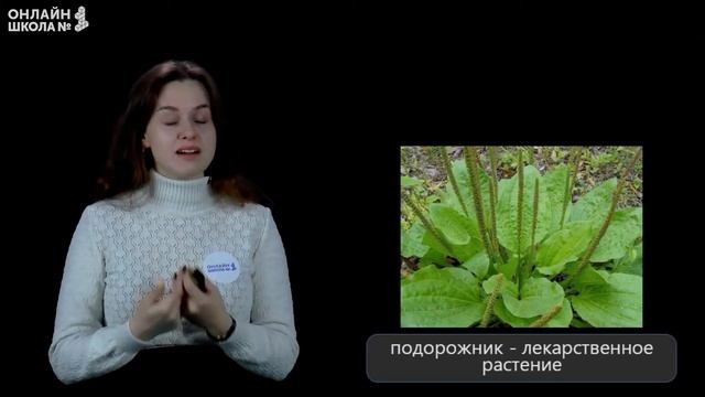 Охрана растений. Видеоурок 12. Окружающий мир 3 класс смотреть онлайн