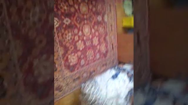 Паролия на айфон под подушкой смотреть онлайн