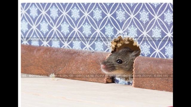 Сказка для детей: Мышонок Пайпи смотреть онлайн