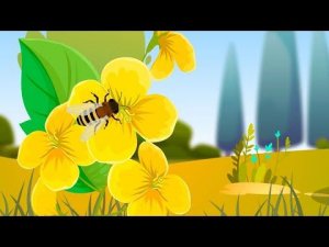 КАК ПЧЁЛЫ ДЕЛАЮТ МЁД?