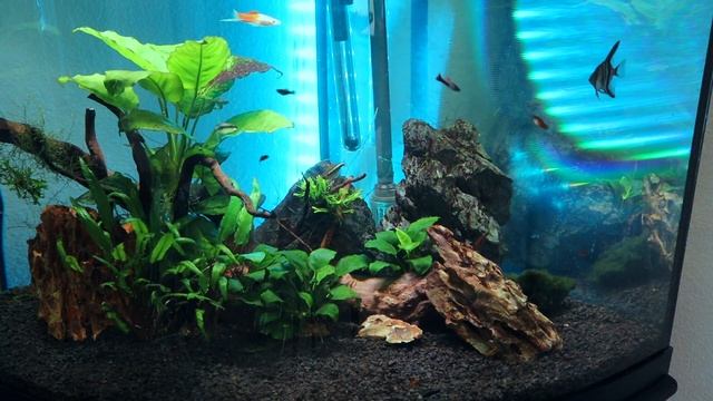 How to *DEEP CLEAN* an Aquarium (tutorial) смотреть онлайн