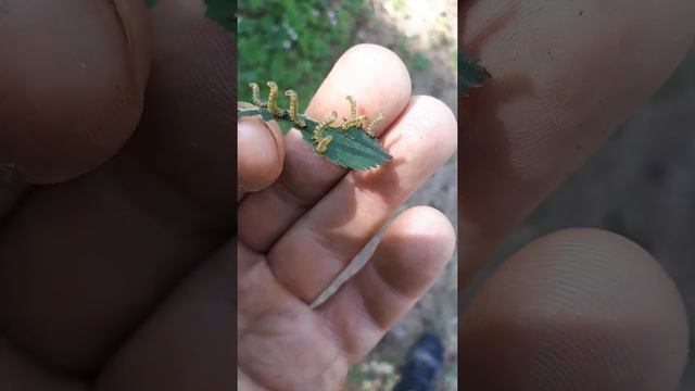 необычные гусеницы на рябине смотреть онлайн