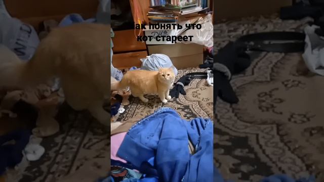 Как понять что кот страеет смотреть онлайн