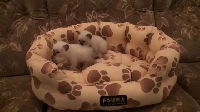 Котята меконги. смотреть онлайн