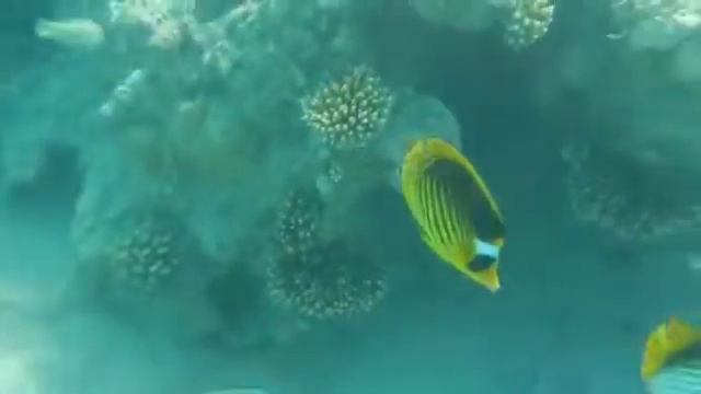 Nikon CoolPix AW100 underwater - Sharm El Sheikh смотреть онлайн