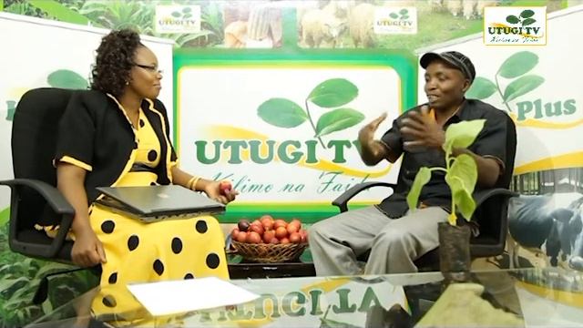 Utugi TV- Tree Tomato Farmer In Studio смотреть онлайн